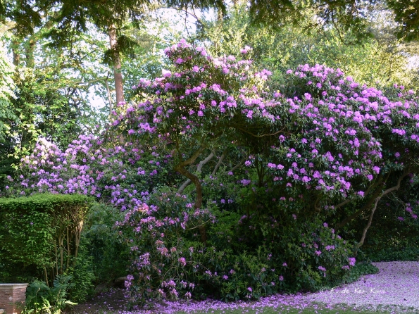 Bois des Moutiers (57) Juin 2012